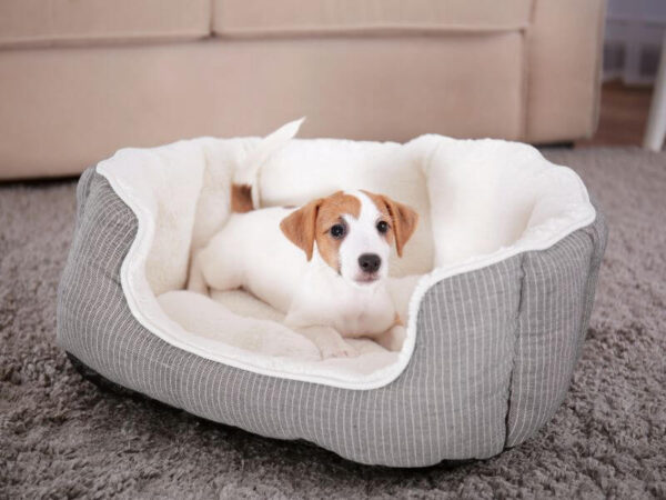 Pet-friendly accommodation website design for Gold Coast holiday homes with secure yards and dog-friendly features