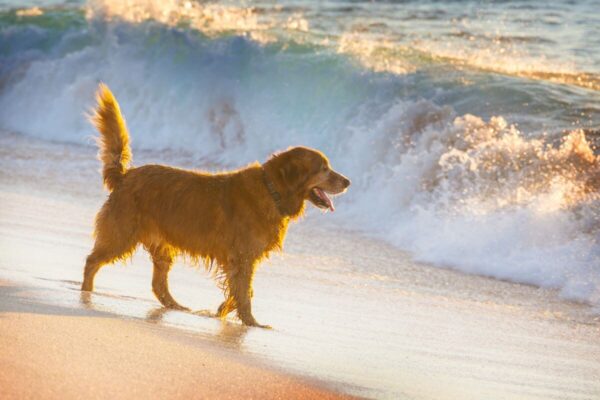 Dog enjoying a pet-friendly beach near a short-term rental on the Gold Coast